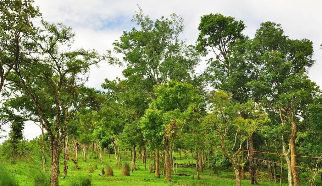 Punarjani Ayurvedic Resorts Ramakkalmedu Eksteriør billede